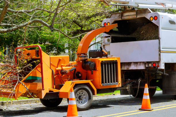 How Our Tree Care Process Works  in Chester, IL